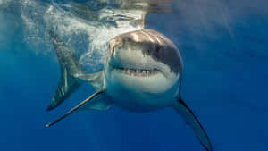 Great_ White_ Shark_ Close Up Wallpaper