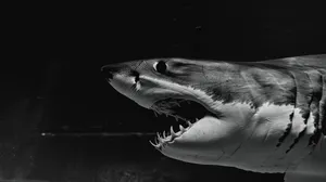 Great_ White_ Shark_ Closeup_ B W Wallpaper