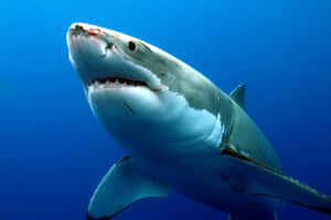 Great_ White_ Shark_ Closeup Wallpaper