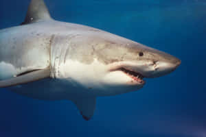 Great_ White_ Shark_ Closeup.jpg Wallpaper