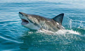 Great_ White_ Shark_ Emerging_ From_ Water.jpg Wallpaper