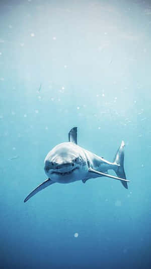 Great_ White_ Shark_ Gliding_ Underwater.jpg Wallpaper