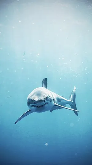 Great_ White_ Shark_ Gliding_ Underwater.jpg Wallpaper