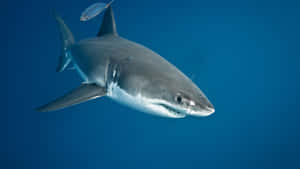 Great White Shark Underwater Wallpaper