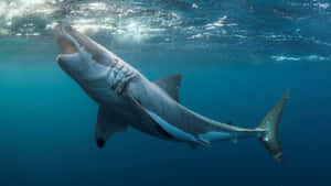 Great_ White_ Shark_ Underwater Wallpaper