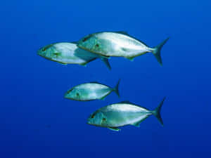 Greater Amberjack School Underwater Wallpaper