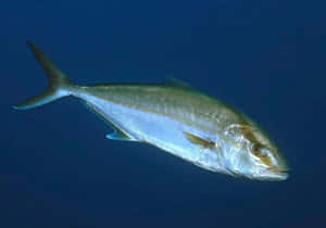 Greater Amberjack Swimming Blue Water.jpg Wallpaper