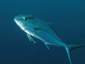 Greater Amberjack Underwater Portrait.jpg Wallpaper