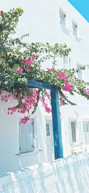 Greek Island Bougainvillea Charm.jpg Wallpaper