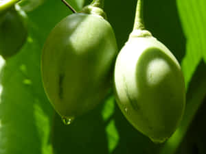 Green Aesthetic Tamarillo Tropical Fruit Photograhy Wallpaper