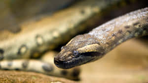 Green Anaconda Close Up Wallpaper