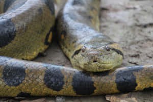 Green Anaconda Close Up Wallpaper