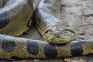 Green Anaconda Close Up Wallpaper