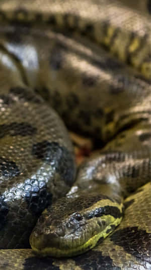 Green Anaconda Close Up Wallpaper