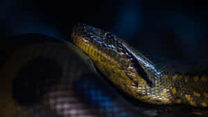 Green Anaconda Close Up Wallpaper