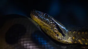 Green Anaconda Close Up Wallpaper