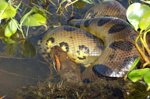 Green Anaconda In Water.jpg Wallpaper