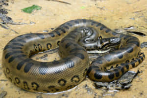 Green Anaconda Resting Wallpaper