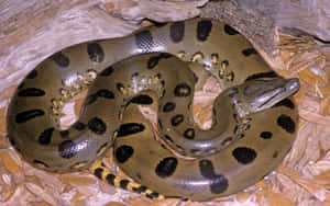 Green Anaconda Resting Wallpaper