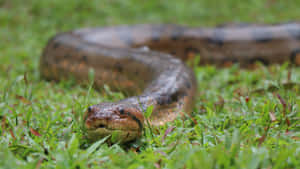 Green Anaconda Resting In Grass Wallpaper