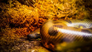 Green Anaconda Resting Wallpaper