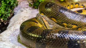 Green Anaconda Resting Wallpaper