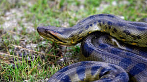 Green Anaconda Restingin Grass Wallpaper