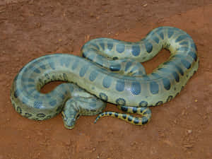 Green Anaconda Restingon Ground.jpg Wallpaper