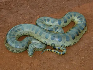 Green Anaconda Restingon Ground.jpg Wallpaper