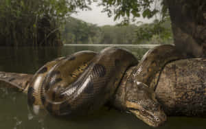 Green Anaconda Restingon Log Wallpaper