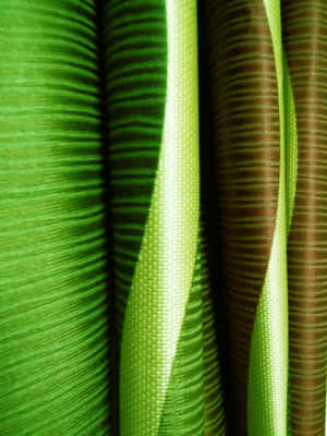 Green And Brown Curtains With A Striped Pattern Wallpaper