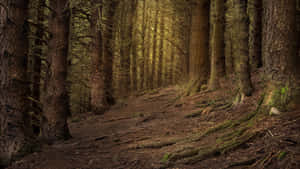 Green And Brown Wild Forest Wallpaper