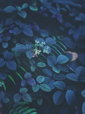 Green And Purple Leaves Ios 13 Wallpaper