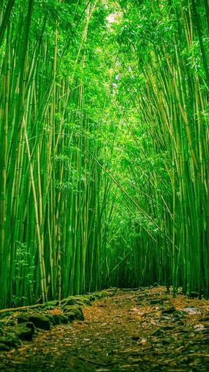 Green Bamboo Plantation Iphone Wallpaper