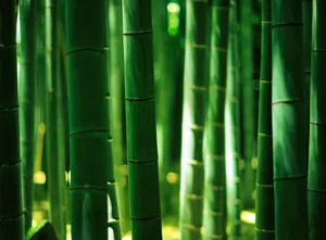Green Bamboo Sheaths Wallpaper