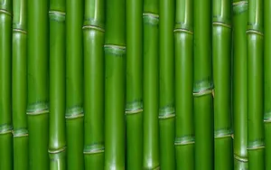 Green Bamboo Wall Wallpaper