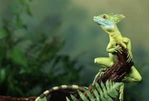 Green Basilisk Lizard Perched Wallpaper