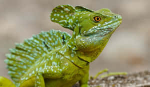 Green Basilisk Lizard Portrait Wallpaper