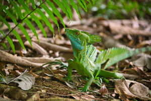 Green Basilisk Lizardin Habitat.jpg Wallpaper