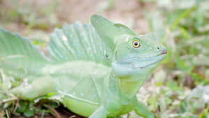 Green Basilisk Lizardin Natural Habitat.jpg Wallpaper