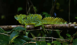 Green Basilisk Lizardon Branch Wallpaper