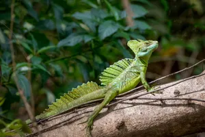 Green Basilisk Lizardon Branch Wallpaper