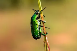 Green Beetle Clingingto Grass Wallpaper