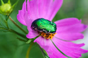 Green Beetleon Pink Flower Wallpaper