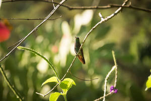 Green Bird In Honduras Wallpaper