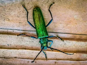 Green Blister Beetleon Wooden Surface Wallpaper