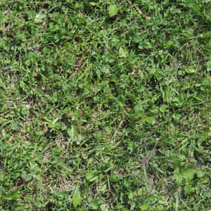 Green Botanical Background: An Up-close View Of Plant Textures Wallpaper