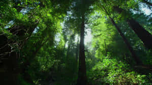 Green Canopy Of Jungle Desktop Wallpaper