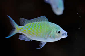 Green Chromis Fish Swimming Wallpaper