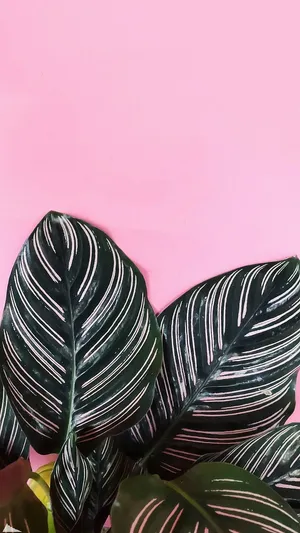 Green Communication - Plant Growing Through Phone Wallpaper